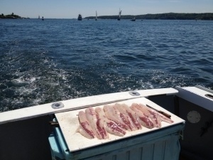 Gloucester Fishing Charters Fillets