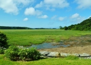 The view of Jones Creek Salt Marsh from Lobsta Land